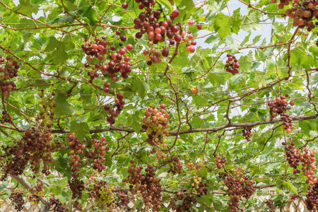 Large bunch of red wine grapes hang from a vine with green leaves. Nature background . Wine concept.の写真素材