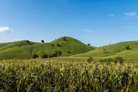 Corn industry on the Mountain in Thailand, Corn field under beautiful dark blue skyの写真素材