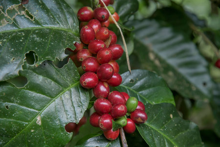 Coffee beans ripening, fresh coffee,red berry branch, industry agriculture on tree in North of...