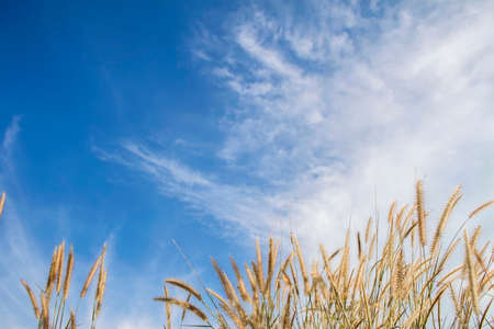Spring or summer abstract nature background with grass in the meadow and blue sky in the back.の写真素材