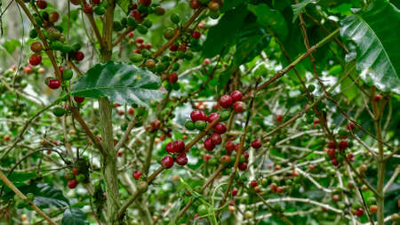 Coffee beans ripening, fresh coffee,red berry branch, industry agriculture on tree in North of thailandの写真素材