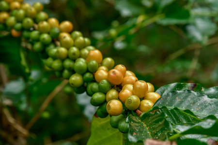 Coffee beans ripening, fresh coffee,red berry branch, industry agriculture on tree in North of...