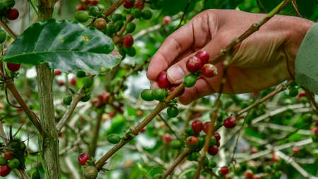 Hand picking coffee beans from branch of coffee plantの写真素材