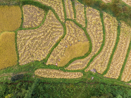 Aerial view of rice fields High angle of rice field in rural Thailand.