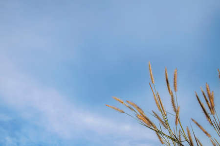 Spring or summer abstract nature background with grass in the meadow and blue sky in the back.の写真素材