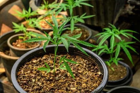 Cultivation of marijuana (Cannabis sativa), flowering cannabis plant as a legal medicinal drug, herb.の写真素材