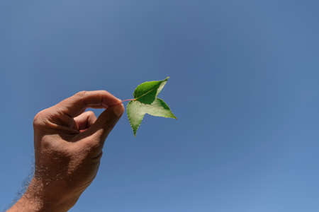 autumn leaves, very shallow focus, maple leaf and blue sky at asia.の写真素材
