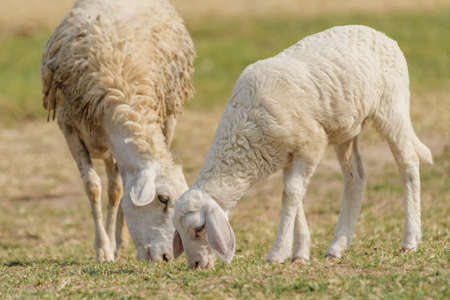 Livestock farm, flock of sheep in Thailand.の写真素材