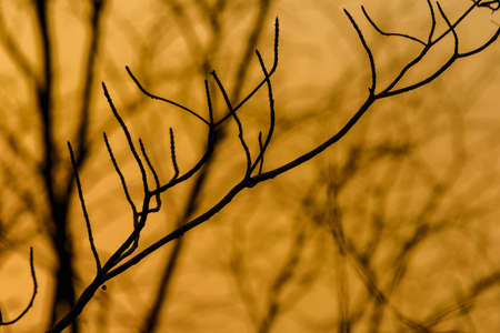 The silhouette of the branches at sunset.の写真素材