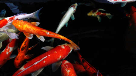 Colourful charming Koi Carp Fishes moving in pond with shadow and light reflection, Carp fishes swims under water surfaceの写真素材