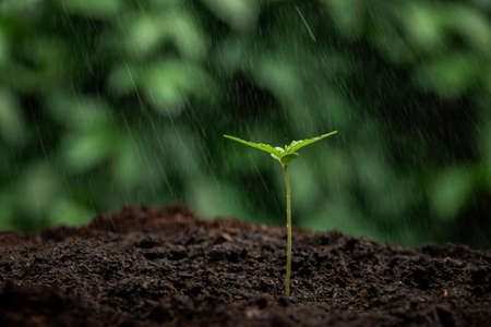 small plant of cannabis seedlings at the stage of vegetation planted in the ground in the sun, a beautiful background, eceptions of cultivation in an indoor marijuana for medical purposes.の写真素材