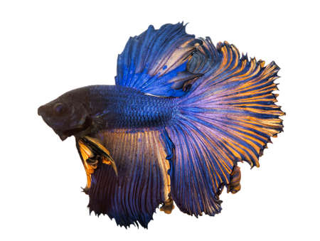 Betta fish, siamese fighting fish, betta splendens (Halfmoon betta
)isolated on white backgroundの写真素材
