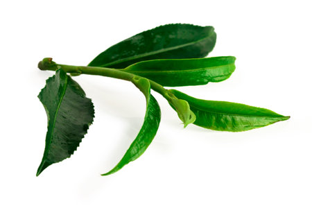 Green tea leaf isolated on white background.
