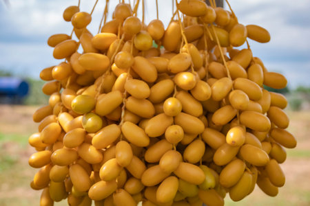 Fresh date palms that have an important place in advanced desert agriculture. Concept of harvesting,...