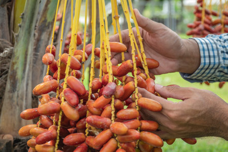 Fresh date palms that have an important place in advanced desert agriculture. Concept of harvesting,...