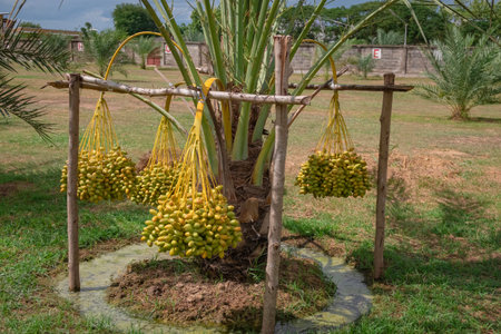 Fresh date palms that have an important place in advanced desert agriculture. Concept of harvesting,...