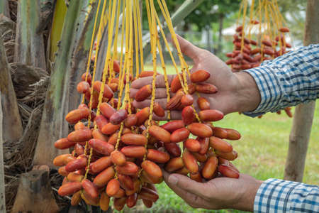 Fresh date palms that have an important place in advanced desert agriculture. Concept of harvesting,  Date Palm. Raw Date Palm(Phoenix dactylifera) fruits growing on a tree.の写真素材