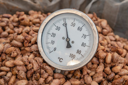 Temperature measurement of cocoa beans fermented in wooden barrels, to maintain the quality of cocoa...