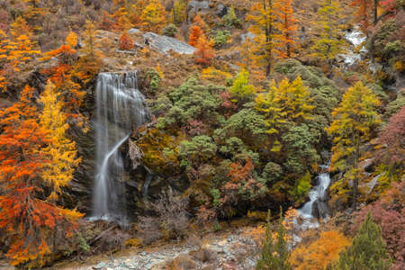 Beautiful waterfall from the melting of snow mountains in autumn yellow pine forest, Waterfall with autumn leaves in Yading Nature Reserve, Sichuan, Chinaの写真素材