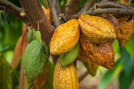 Cacao Tree. Organic cocoa fruit pods in nature, Cocoa fruit hanging on the tree in the rainy season.の写真素材