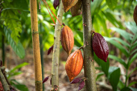 Cacao Tree. Organic cocoa fruit pods in nature, Cocoa fruit hanging on the tree in the rainy season.の写真素材