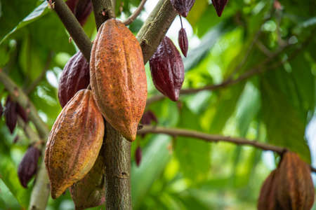 Cacao Tree. Organic cocoa fruit pods in nature, Cocoa fruit hanging on the tree in the rainy season.の写真素材