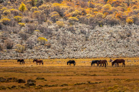 The last Shangri la, Daocheng-yading, Beautiful Scenic of Yading Nature Reserve, Daocheng , Sichuan, China.の写真素材
