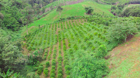 Robusta coffee farm and plantation on the north mountain of Thailand.の写真素材