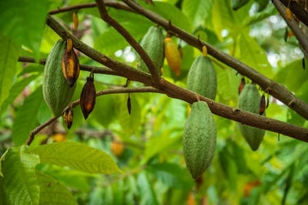 Cacao Tree. Organic cocoa fruit pods in nature, Cocoa fruit hanging on the tree in the rainy season.の写真素材