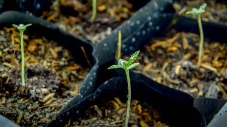 A small plant of cannabis seedlings at the stage of vegetation planted in the ground in the sun, a beautiful background, eceptions of cultivation in an indoor marijuana for medical purposes.の写真素材