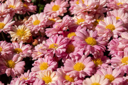 Beautiful flowers as background, Chrysanthemum or daisies flower background.の写真素材