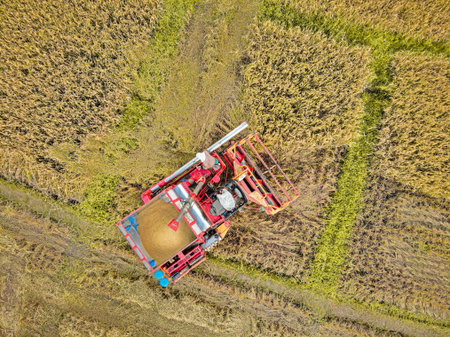 Rice farm on harvesting season by farmer with combine harvesters. And tractor on Rice field plantation pattern. photo by drone from bird eye view in countryside.の写真素材