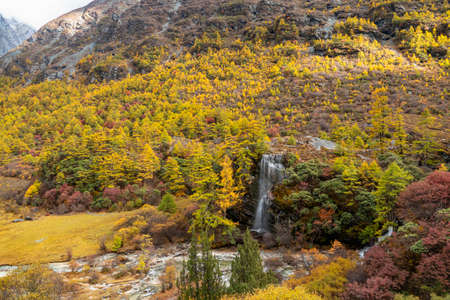 Beautiful waterfall from the melting of snow mountains in autumn yellow pine forest, Waterfall with autunm leaves in Yading Nature Reserve, Sichuan, Chinaの写真素材