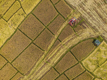 Rice farm on harvesting season by farmer with combine harvesters. And tractor on Rice field plantation pattern. photo by drone from bird eye view in countryside.の写真素材