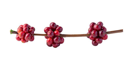 Red coffee beans on a branch of the coffee tree, ripe and unripe berries isolated on white background, Red coffee beans on a branch of harvest the coffee tree, ripe berry fruit on white background.の写真素材