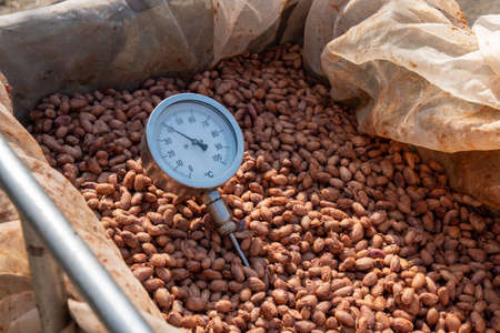 Temperature measurement of cocoa beans fermented in wooden barrels, to maintain the quality of cocoa flavor, Cocoa beans are fermented in a wooden box to develop the chocolate flavor.の写真素材