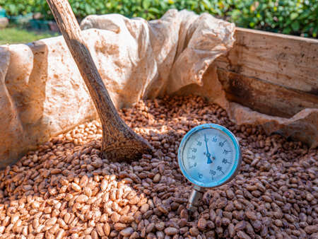 Temperature measurement of cocoa beans fermented in wooden barrels, to maintain the quality of cocoa flavor, Cocoa beans are fermented in a wooden box to develop the chocolate flavor.の写真素材