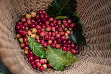 Coffee farmer picking ripe cherry beans, Fresh coffee bean in basket, Close up of red berries coffee beans.の写真素材