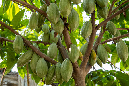 The cocoa tree with fruits, Cocoa-pods grow on the tree, cacao plantation in Thailand, Cocoa fruit hanging on the tree in the rainy season, Organic Cacao Tree in nature.の写真素材