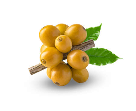 Yellow catimor coffee beans on a branch of the coffee tree, ripe and unripe berries isolated on white background, Red coffee beans on a branch of harvest the coffee tree, ripe berry fruit on white background.の写真素材