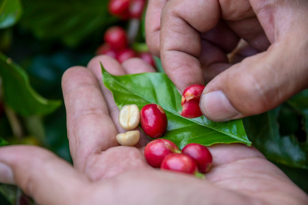 Hand farmer picking coffee bean in coffee process agriculture background, Coffee farmer picking ripe cherry beans, Fresh coffee bean in basket, Close up of red berries coffee beans.の写真素材