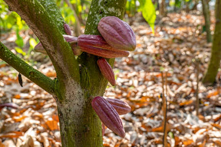 The cocoa tree with fruits, Cocoa-pods grow on the tree, cacao plantation in Thailand, Cocoa fruit hanging on the tree in the rainy season, Organic Cacao Tree in nature.の写真素材