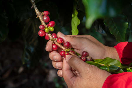 Hand farmer picking coffee bean in coffee process agriculture background, Coffee farmer picking ripe cherry beans, Fresh coffee bean in basket, Close up of red berries coffee beans.の写真素材