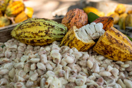 Temperature measurement of cocoa beans fermented in wooden barrels, to maintain the quality of cocoa flavor, Cocoa beans are fermented in a wooden box to develop the chocolate flavor.の写真素材