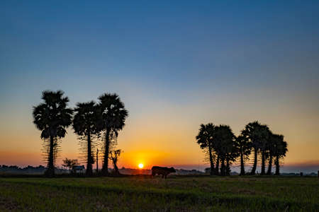 The beautiful scenery of sugar palm trees in rice fields e at sunset, Beautiful nature in Thailand, Beautiful Sunset with Silhouette Sugar Palm Tree.の写真素材