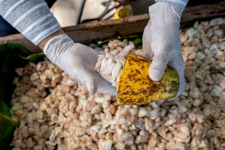 cocoa beans fermented in wooden barrels, to maintain the quality of cocoa flavor, Cocoa beans are fermented in a wooden box to develop the chocolate flavor.の写真素材