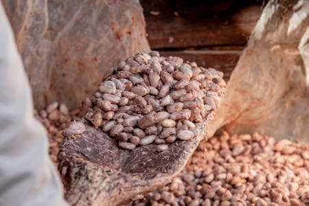 Temperature measurement of cocoa beans fermented in wooden barrels, to maintain the quality of cocoa flavor, Cocoa beans are fermented in a wooden box to develop the chocolate flavor.の写真素材