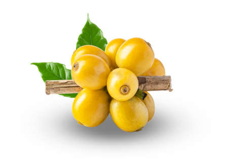 Yellow catimor coffee beans on a branch of the coffee tree, ripe and unripe berries isolated on white background, Red coffee beans on a branch of harvest the coffee tree, ripe berry fruit on white background.の写真素材