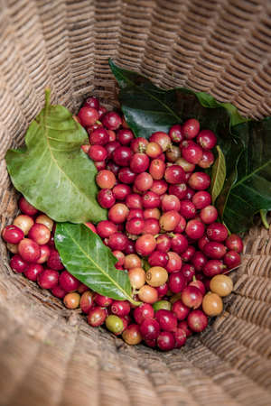Coffee farmer picking ripe cherry beans, Fresh coffee bean in basket, Close up of red berries coffee beans.の写真素材