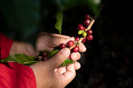 Coffee farmer picking ripe cherry beans, Fresh coffee bean in basket, Close up of red berries coffee beans.の写真素材